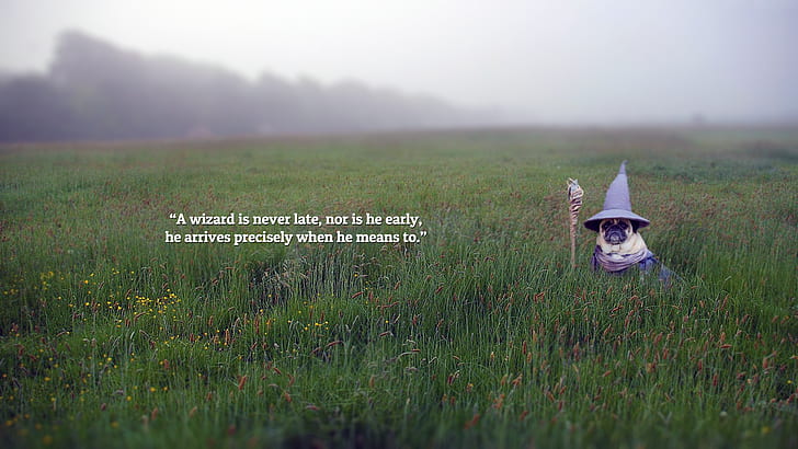 pug, Gandalf, The Lord of the Rings, quote, HD wallpaper
