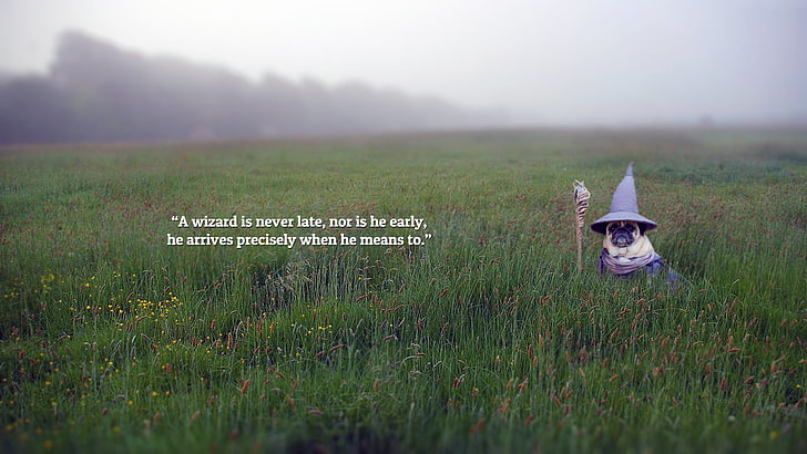 wizard monkey wall, The Lord of the Rings, pug, Gandalf, quote, HD wallpaper