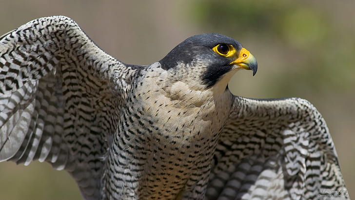 Peregrine Falcon, Birds, HD wallpaper
