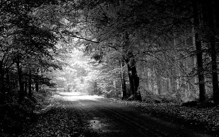 photography, monochrome, forest, path, trees, dirt road
