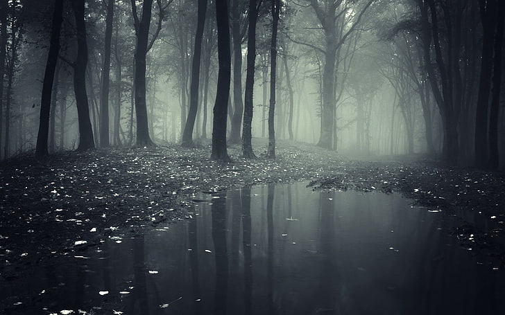 foggy forest, mist, nature, trees, puddle, landscape, water, mystery