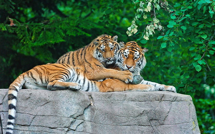 Tiger Family On A Boulder, cats, big wild cats, animals, tigers, HD wallpaper
