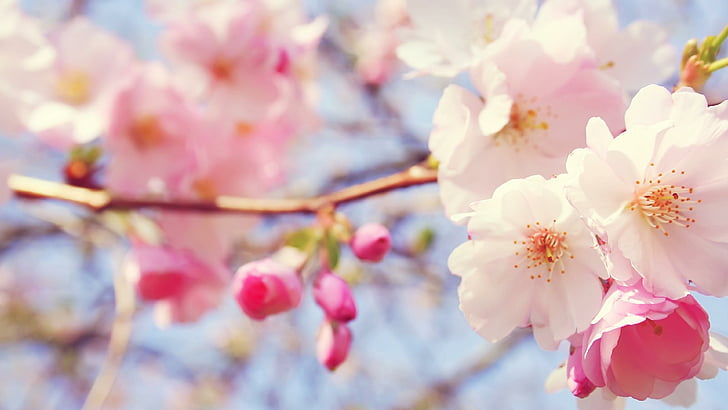 april, flower, pink, petal, spring, blossom, plant, floral, HD wallpaper