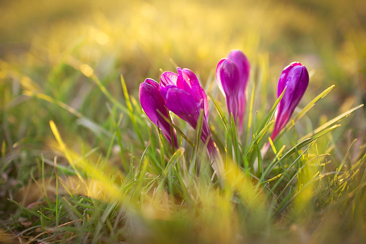 purple crocus flowers, plants, nature, grass, sunlight, purple flowers
