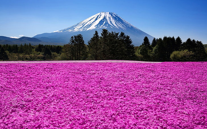 Mount Fuji, Japan, nature, landscape, mountains, trees, clouds