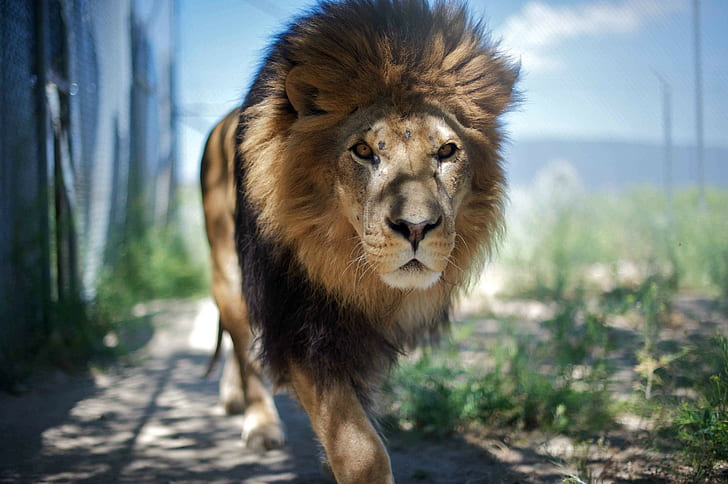 lion, wildlife, wild cat, HD wallpaper