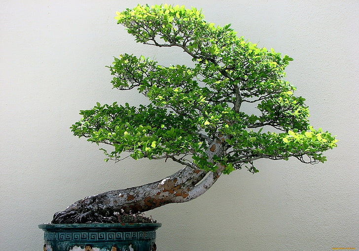 bonsai, plants, trees, nature, growth, bonsai tree, wall - building feature, HD wallpaper