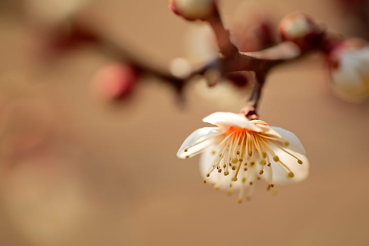 white Cherry Blossom flower, Spring  white, Canon, macro, nature, HD wallpaper
