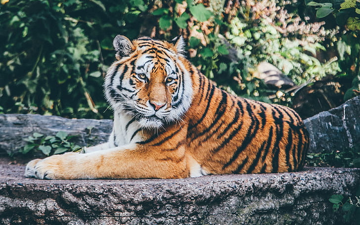 Zoo Tiger 4K, HD wallpaper