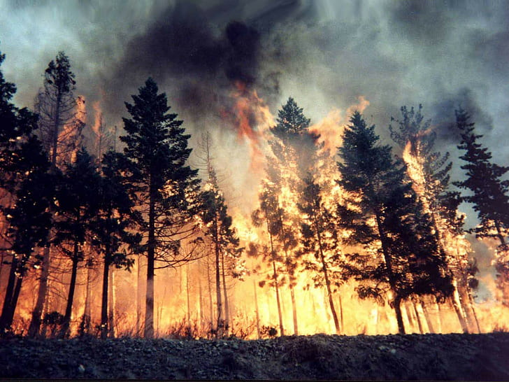 fire, forest, wildfire, HD wallpaper