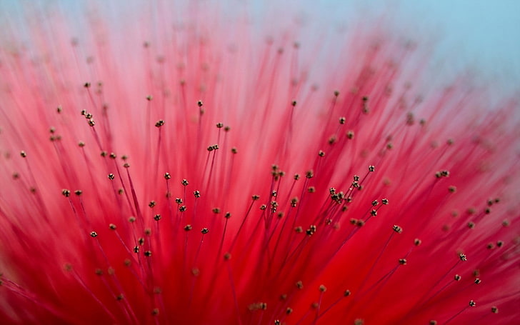 shallow focus photography of red flower, Calliandra, macro, flowers, HD wallpaper