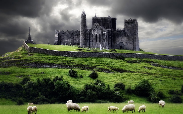 Ireland, cathedral, ruins, abandoned, sheep, overcast, cloud - sky
