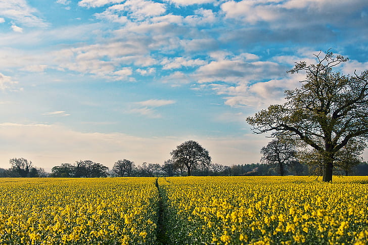 yellow flower field and green trees, Rapeseed, Colors, Sky  Blue