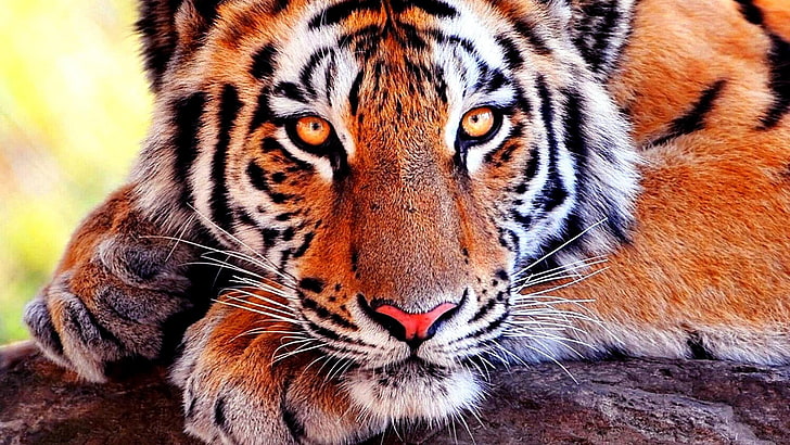 tiger, wildlife, mammal, whiskers, terrestrial animal, big cats, HD wallpaper