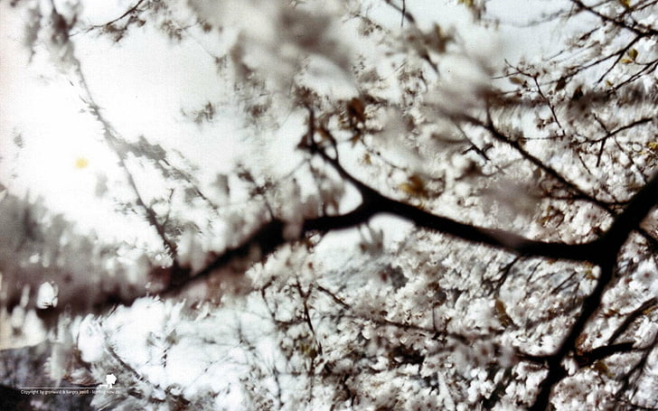 blurred, branches, flowers, magazine, nature, smashing, white