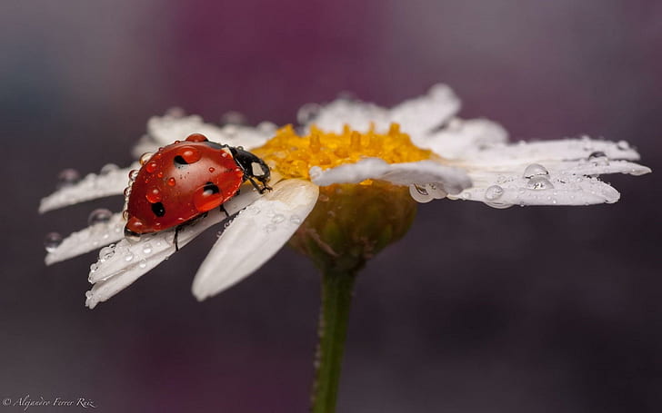 Insect Ladybug Daisy Water Drops, HD wallpaper