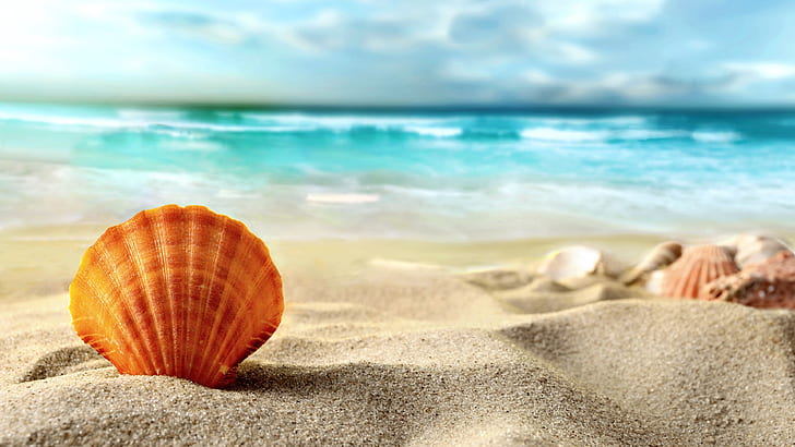 HD wallpaper: Shell, beach, sands, sea, brown sea shell | Wallpaper Flare