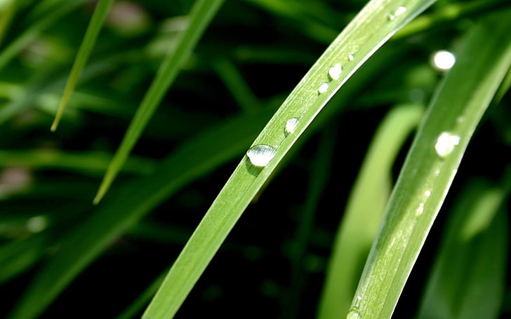 water drops, plants, grass, closeup, nature, green color, growth, HD wallpaper
