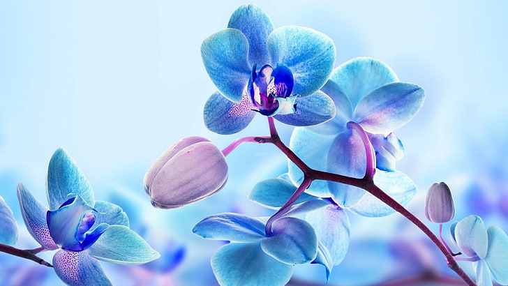 leaves, romantic, love, flowers, blue orchid, art, nature, plant