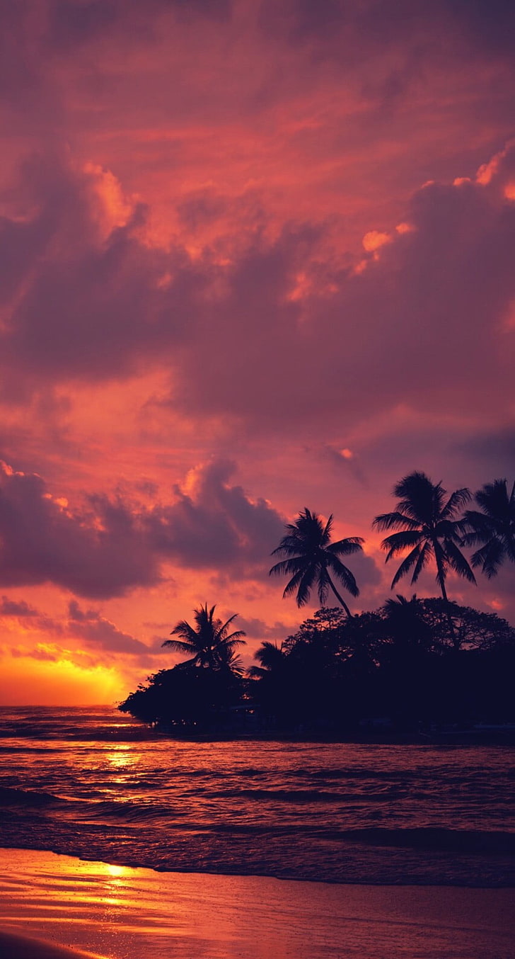 coconut trees, nature, landscape, water, clouds, beach, sunset, HD wallpaper
