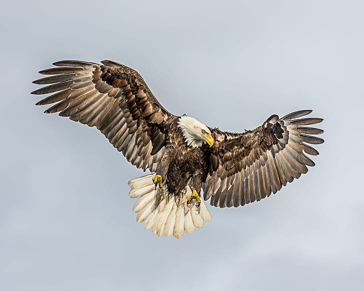 Bald Eagle flying during daytime, fish, fishing, in-flight, bif, HD wallpaper