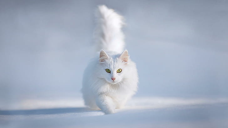HD wallpaper: Cute White Cat, nice, kitten, running, kitty, animals,  adorable | Wallpaper Flare