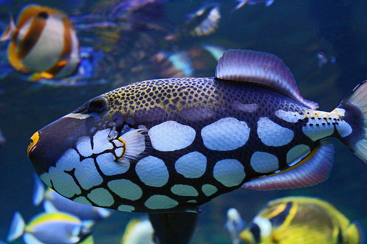 Underwater Fish, spot color, HD wallpaper