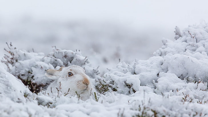 white rabbit, rabbits, animals, mammals, nature, snow, winter, HD wallpaper