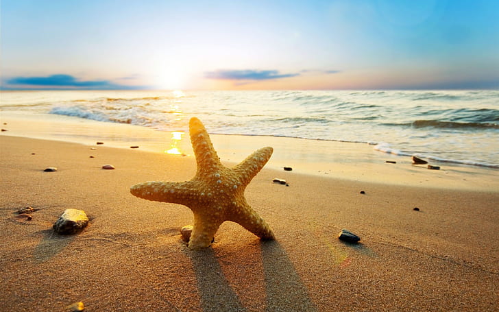Starfish at sunset beach, sea, sun, HD wallpaper