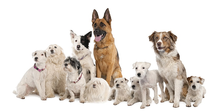 pack of different dog breeds, dogs, variety, set, sit, pets, animal, HD wallpaper