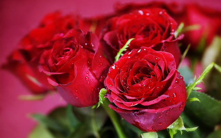 Water droplets flowers red roses close-up, HD wallpaper