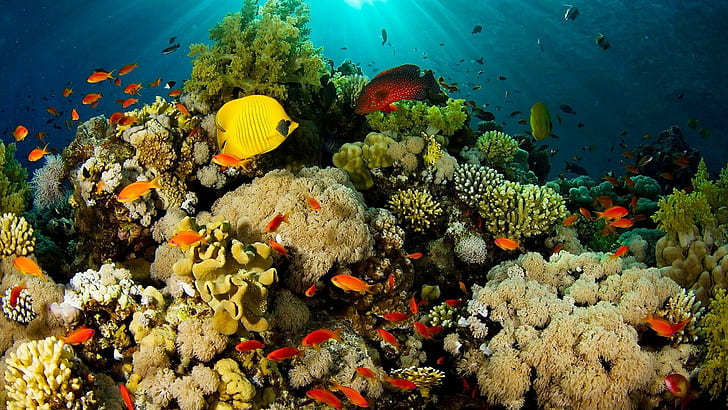 Coral Reef Exotic Fish, nature, coral reefs, underwater sealife, HD wallpaper