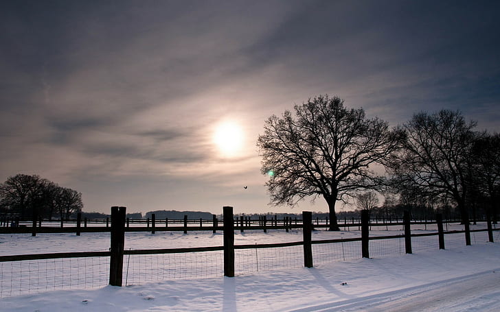 snow, fence, nature, winter, trees