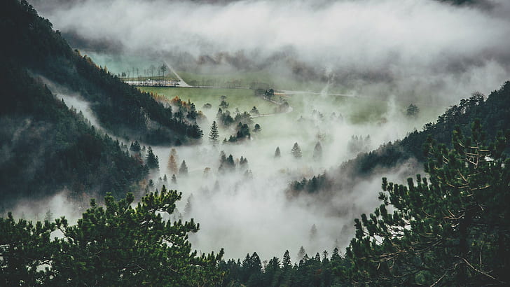 pine trees, mist