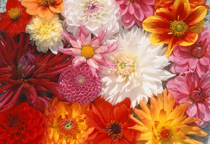 assorted-color petaled flowers, aster, dahlia, peonies, nature, HD wallpaper