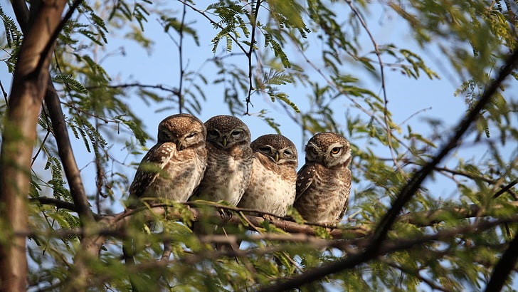 four brown owls, nature, trees, branch, leaves, animals, sitting