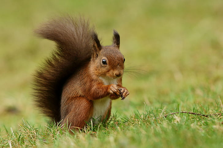 close up photography of squirrel eating nuts on grass field, rodent