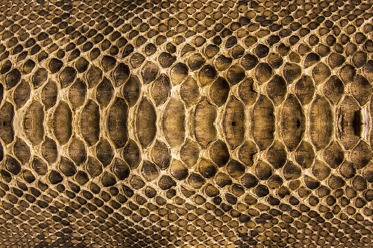 snakeskin illustration, texture, scales, leather, colors, pattern, HD wallpaper