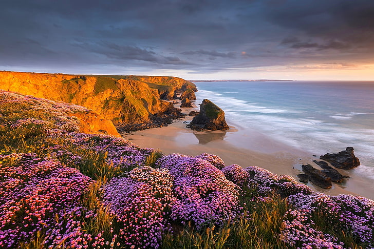 purple flower field, coast, beach, flowers, sunset, sand, sea, HD wallpaper