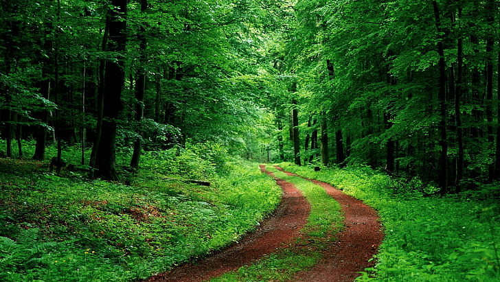 nature, forest, path, foliage, green, dirt road, HD wallpaper