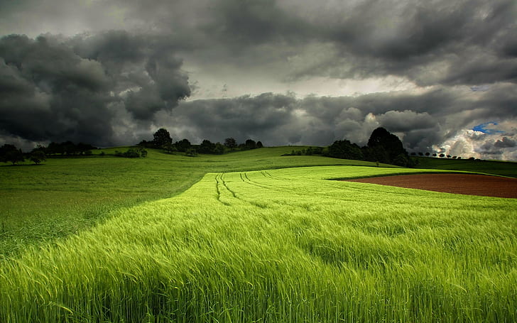 Summer green fields, cloudy sky, green grassfield, HD wallpaper