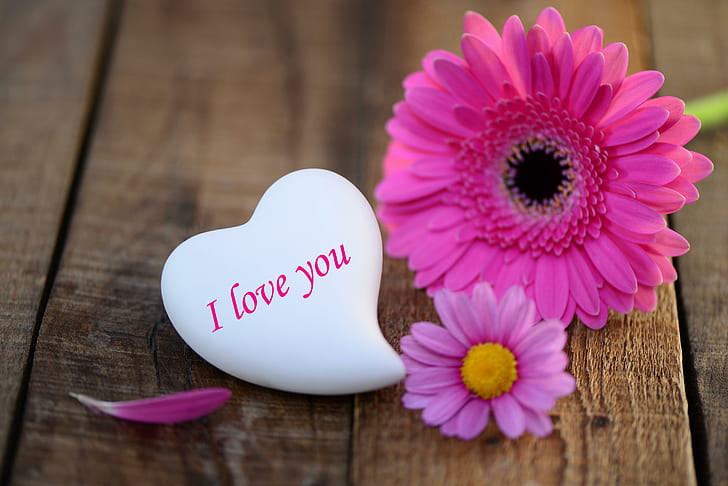 Pink Daisies, Heart Stone, I love you, pink gerbera and dahlias with white heart shaped i love you printed stone