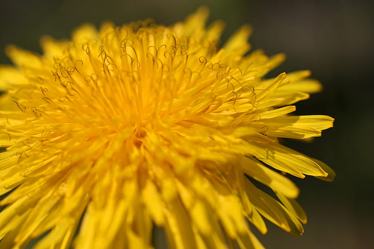 yellow flower photography, dandelion, dandelion, nature, close-up, HD wallpaper