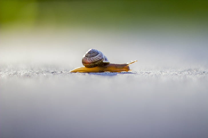 brown and white snail, snail, Canon EOS 600D, Helios, slimy, animal