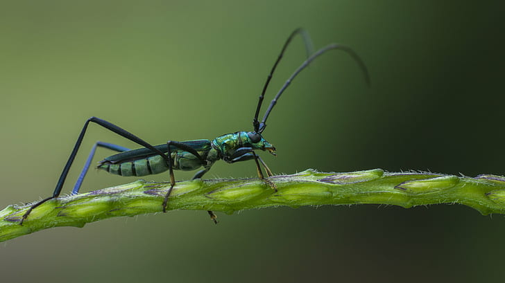 longhorn jewel beetle on green stem closeup photography, beetle