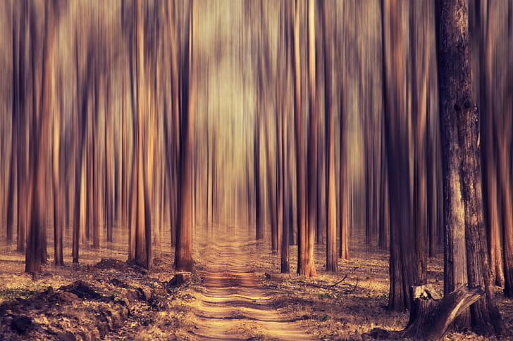 forest tress painting, kabini, blur, canon, photo, photography, HD wallpaper