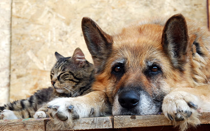 Cat with dog, friendship