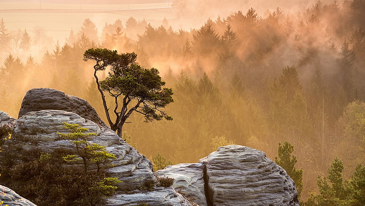 gray rock cliff, nature, landscape, mountains, trees, mist, forest