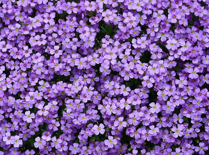 Aubrieta Flowers, Nature, Blue, Colorful, Beautiful, Purple, Spring, HD wallpaper