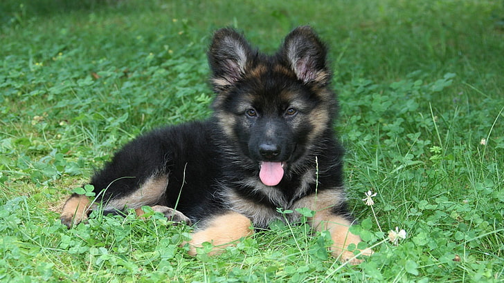 black puppy, puppies, dog, German Shepherd, animals, clovers, HD wallpaper
